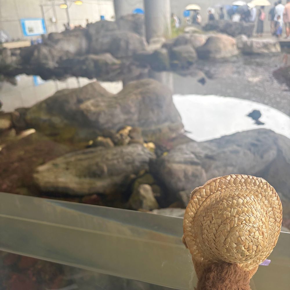 きのうは かさいの すいぞくかんにいったよ～🐟
おぼんやすみで にんげんさんが い～ぱい👀‼️

かいぬしが なんだか ばたばた してたから あした また おしゃしん とうこう するね🎶
‪(՞ .  ̫ .՞)︎💕︎