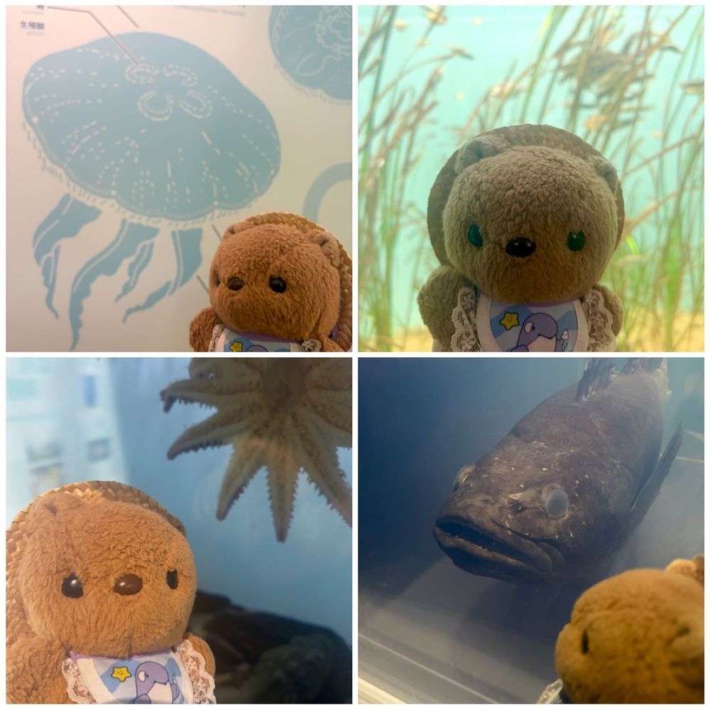 🐟すいぞくかん おしゃしん つづき🐟

にんげんさん いぱいで ばっぐから でられない ばしょや みられなかった すいそうも あったけど はじめての すいぞくかん とっても たのしかったよ～🎶
だいすきな くらげさん きれい だったなあ🪼
おそとで ぺんぎんさんも げんきに あそんでたよ🐧

あたらし おともだちも できたから また おしゃしん のせるね～🎶
‪(՞ .  ̫ .՞)︎💕︎