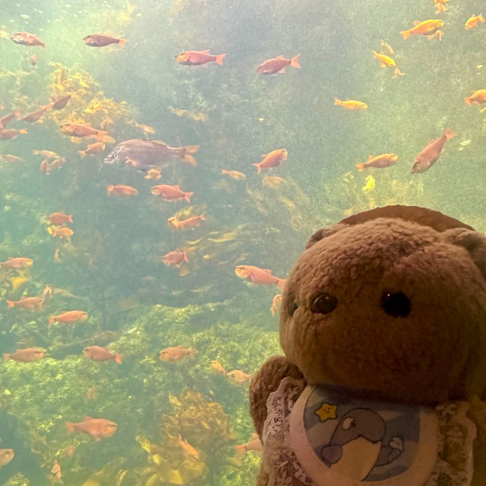 🐟すいぞくかん おしゃしん つづき🐟

にんげんさん いぱいで ばっぐから でられない ばしょや みられなかった すいそうも あったけど はじめての すいぞくかん とっても たのしかったよ～🎶
だいすきな くらげさん きれい だったなあ🪼
おそとで ぺんぎんさんも げんきに あそんでたよ🐧

あたらし おともだちも できたから また おしゃしん のせるね～🎶
‪(՞ .  ̫ .՞)︎💕︎