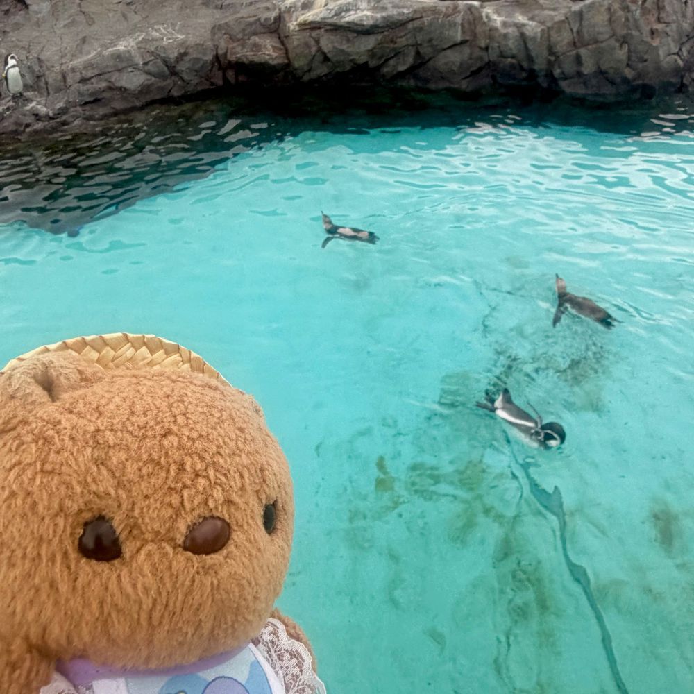 🐟すいぞくかん おしゃしん つづき🐟

にんげんさん いぱいで ばっぐから でられない ばしょや みられなかった すいそうも あったけど はじめての すいぞくかん とっても たのしかったよ～🎶
だいすきな くらげさん きれい だったなあ🪼
おそとで ぺんぎんさんも げんきに あそんでたよ🐧

あたらし おともだちも できたから また おしゃしん のせるね～🎶
‪(՞ .  ̫ .՞)︎💕︎