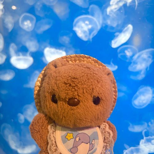 🐟すいぞくかん おしゃしん つづき🐟

にんげんさん いぱいで ばっぐから でられない ばしょや みられなかった すいそうも あったけど はじめての すいぞくかん とっても たのしかったよ～🎶
だいすきな くらげさん きれい だったなあ🪼
おそとで ぺんぎんさんも げんきに あそんでたよ🐧

あたらし おともだちも できたから また おしゃしん のせるね～🎶
‪(՞ .  ̫ .՞)︎💕︎