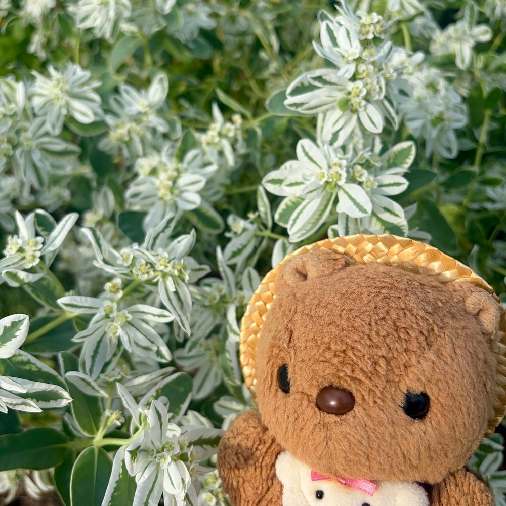 いつもの おさんぽこーす🎶
ちゃーちゃん とっても すてきに おしゃしん とって もらえたね💖
りすは はつゆきそうと いっしょに ぱちり したよ～📸

きょも あちあちの あちあち☀️
いつまで あついひ つづくのかなあ💦
‪(՞ .  ̫ .՞)︎💕︎