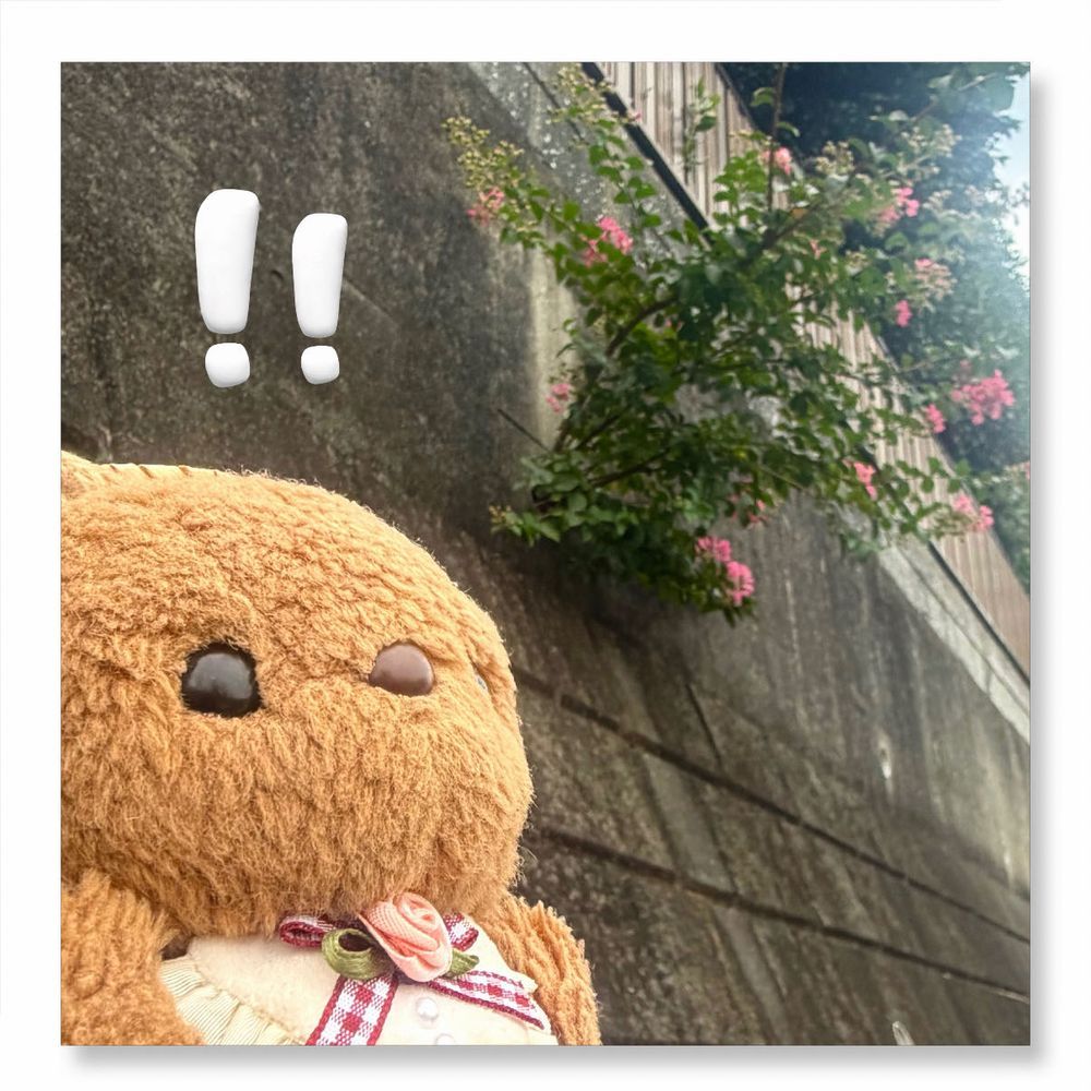 きょは ちょとだけ おひさま あえたよ☀️
としょかんの かふぇで ひとやすみ🥤
あちあち だったけど てらすの おせきは こうえんが めのまえで きもちいいね🎶

2まいめの おしゃしんは おみずが ながれる ちちゃな あなから がんばって おそとに でてきた さるすべりのき だよ～✨️
おはなも さいて とっても げんきだね🤭
‪(՞ .  ̫ .՞)︎💕︎