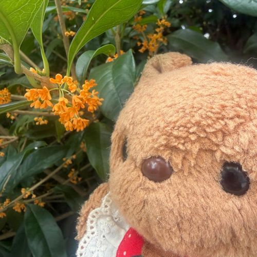 おそとに でたら とっても よい かおり✨️
いつのまにか きんもくせいの おはなが さいてたよ～💖
あめのひ おおいけど こころ うきうき🎶

たのしみに してた ろいほさんの あきの ぶりゅれぱふぇが はじまったから さっそく たべて きたの🎶
おいものと まよったけど くりと かしすの ぱふぇに したよ～🌰✨️
‪(՞ .  ̫ .՞)︎💕︎