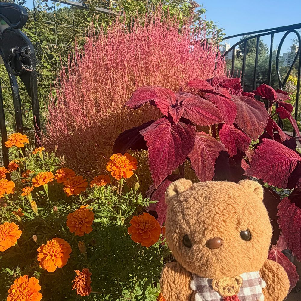 りす かかしさんと おんなじ ぽーず🤭🎶

おさんぽこーすの しょくぶつえんも はろうぃんに なったよ～🎃
きょねんは いりぐちに こわい おばけさん👻 いたけど ことしは かぼちゃさんで あんしん したよ💦

こんしゅは とっても よい おてんきで おさんぽ たのしねえ💖
‪(՞ .  ̫ .՞)︎💕︎
