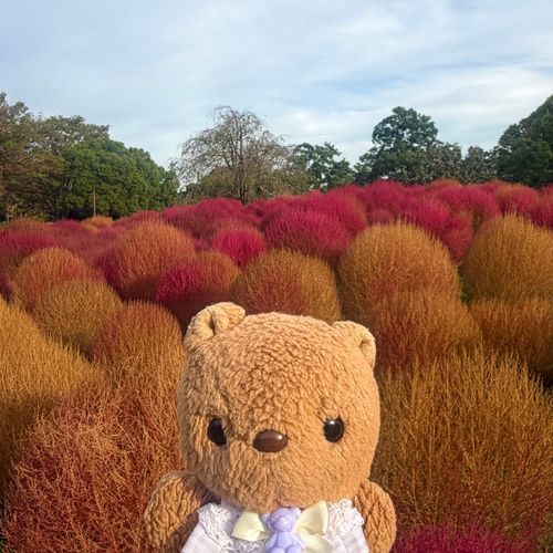 きのうの つづき🐿🎶

きょねんは みどりが おおい こきあを みたけど ことしは もっともっと あきの おいろが みられたよ💖

2まいめの おしゃしん 1ほんの きが きれいな つーとんからーに なってるの おもしろいよねえ✨️

おてんき よくて とっても たのし おでかけ なったよ🎶

やぱり りす まんまる こきあに にてるかなあ…💦
‪(՞ .  ̫ .՞)︎💕︎