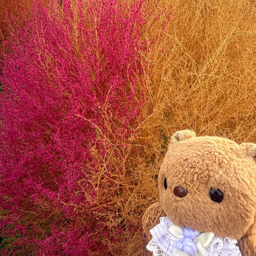 きのうの つづき🐿🎶

きょねんは みどりが おおい こきあを みたけど ことしは もっともっと あきの おいろが みられたよ💖

2まいめの おしゃしん 1ほんの きが きれいな つーとんからーに なってるの おもしろいよねえ✨️

おてんき よくて とっても たのし おでかけ なったよ🎶

やぱり りす まんまる こきあに にてるかなあ…💦
‪(՞ .  ̫ .՞)︎💕︎