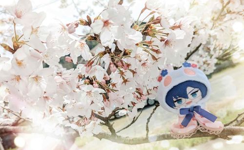 おでかけでした。さくらがまんかいで、すごくきれい。