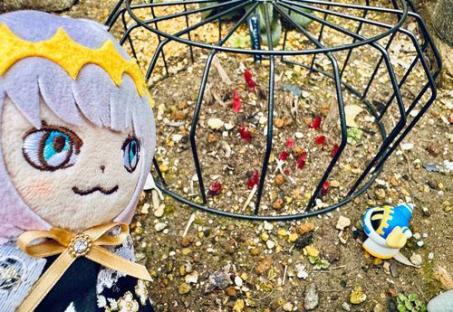 あの赤い芽が見えるかい？
あれは芍薬の芽だよ！
2ヶ月後には1メートルを超える高さになるんだ。花も僕の身体より大きいんだよ！これからが楽しみだね！