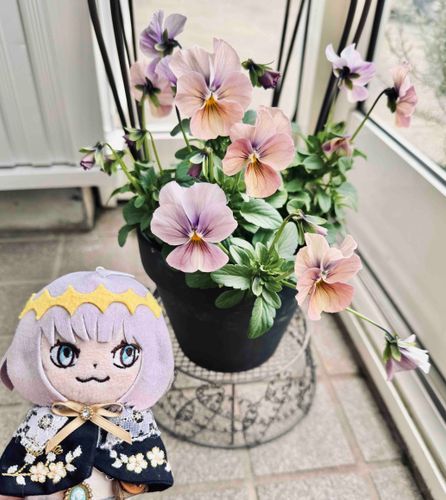 おしゃれな色のパンジー！ピンクと紫ときいろと……なんともいえない美しいグラデーションだね！しかもとっても甘い匂いがするんだ！