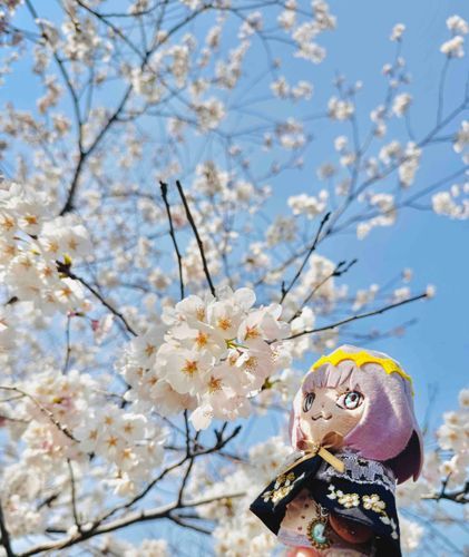 お花見！快晴で満開！
素晴らしい日だね！