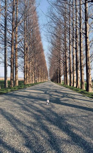 僕がどこにいるか分かる？
道の真ん中をよく見てみて！
これはメタセコイアの並木だよ。
今は葉っぱが無いけど、季節によって景色が変わる素敵な場所なんだ！