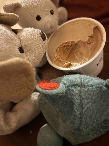 🐈🐕₍ᐢɞ̴̶̷ ·̫ ɞ̴̶̷ᐢ₎🍨
