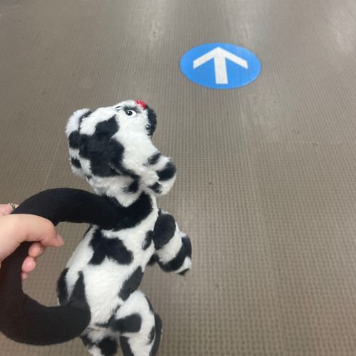 犬種：BAG DOG
犬のカバンじゃなくてカバンの犬だよ！