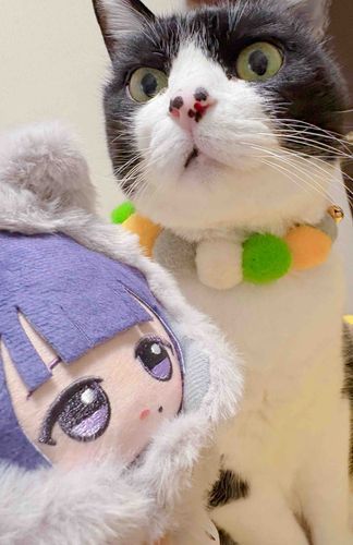 ﾏｧ…猫ちゃんですね