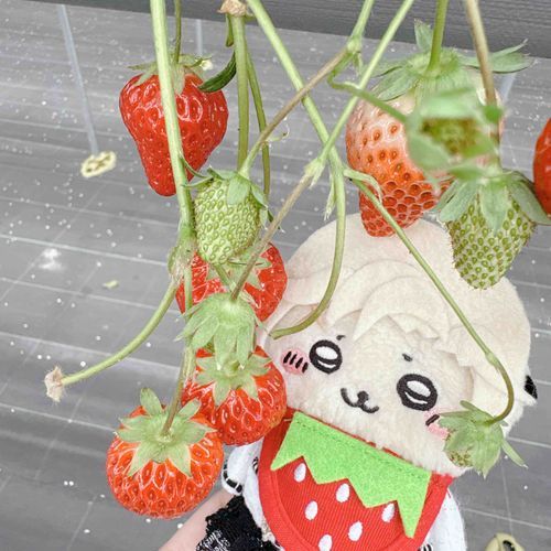 いちご狩りに来たラッコさん🦦🍓🤍