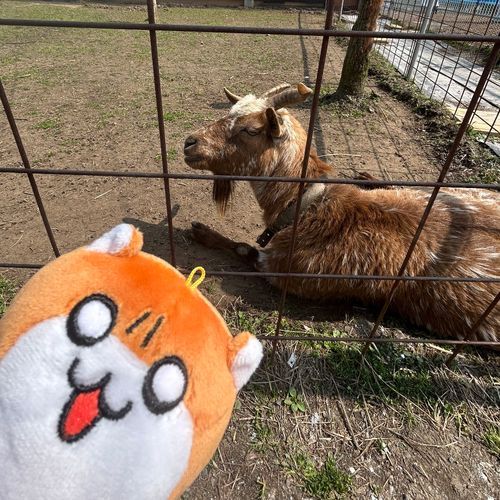 ヤギだね～🐐