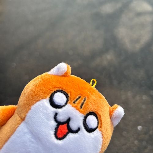 朝さんぽ👣✨️
クソハムちゃんはちょっと嫌そう