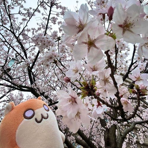 桜🌸
お弁当も美味しかったね