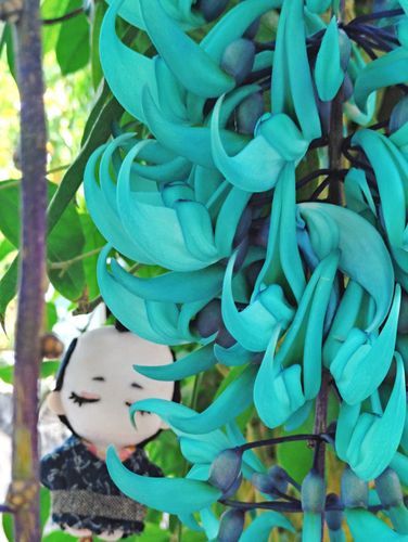 2026.4/19
おねむは植物園でも、ねむたいしか言わなかった