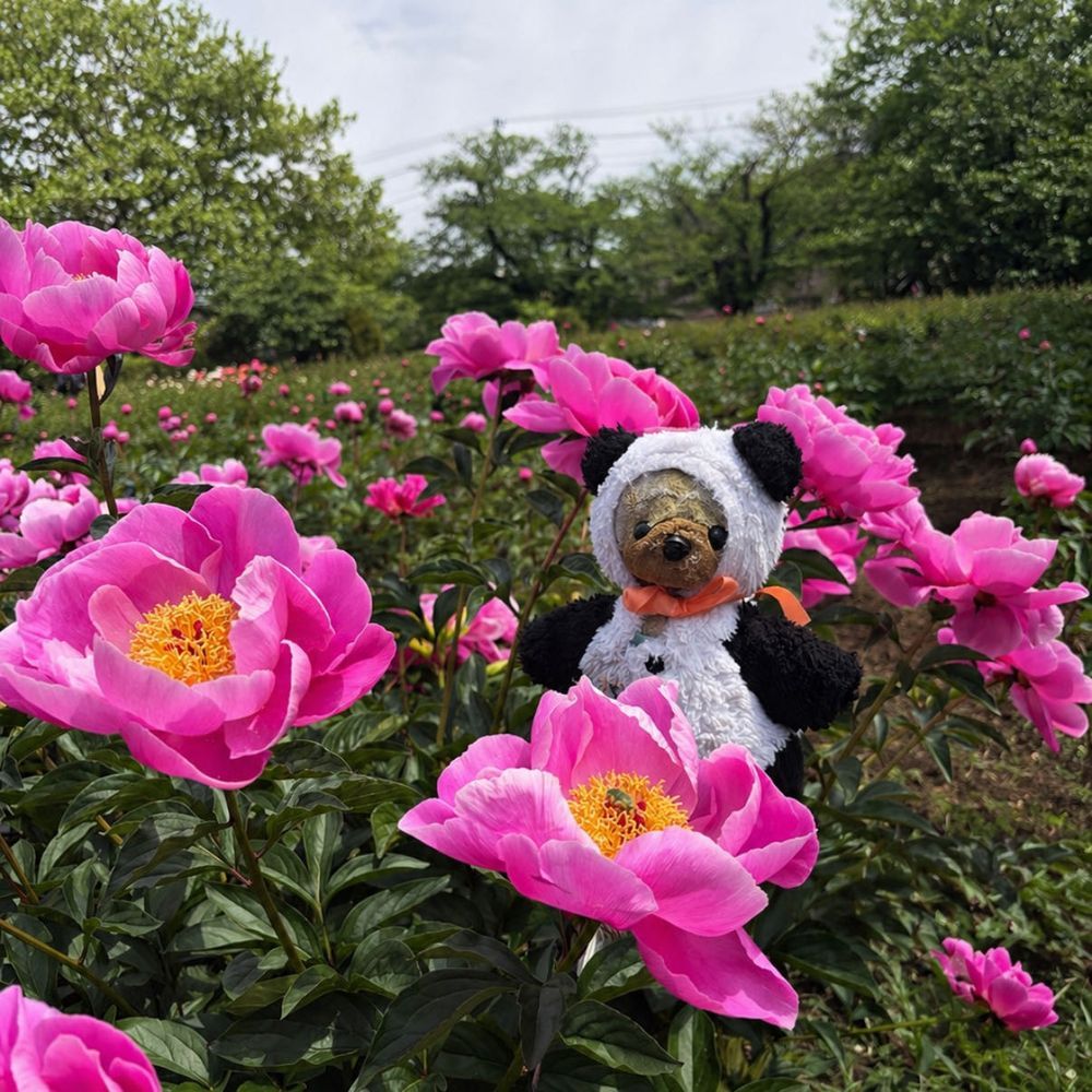 友達のたんたんとみーちゃんと一緒にお花を見に行ったよ🌸
シャクヤクが綺麗だった〜🎵