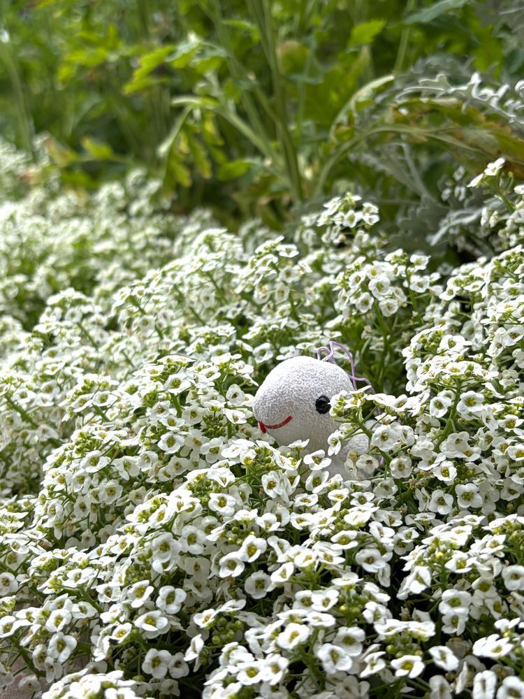 友達のたんたんとみーちゃんと一緒にお花を見に行ったよ🌸
シャクヤクが綺麗だった〜🎵