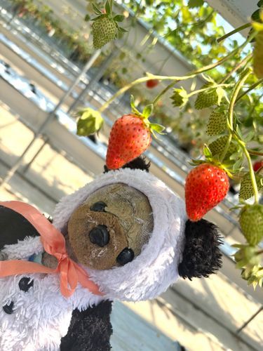 いちご狩り🍓
いっぱい食べちゃった〜