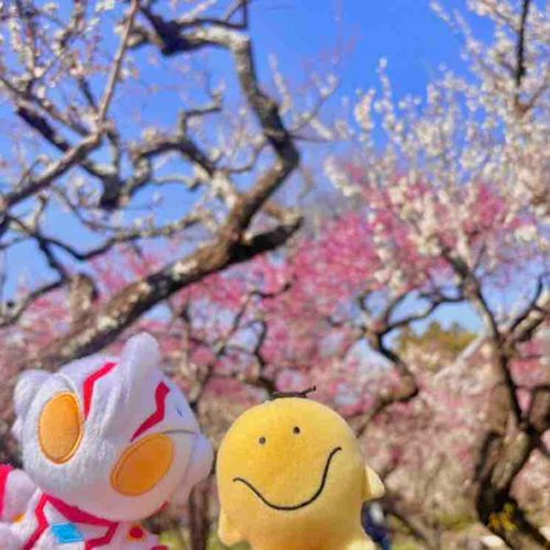 北野天満宮の梅が見頃だったよ！