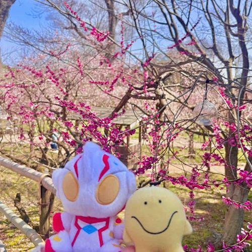 1500本咲いてるんだって🌸