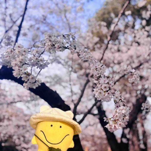 ( ˙∨˙ )<ﾊﾞｹﾗｯﾀ 主ﾗｯﾀ ﾜｽﾚｯﾀ
(人混みが凄すぎて主が僕と桜の写真を撮り忘れたらしいのでこの写真だけ合成でお送りしています🌸)