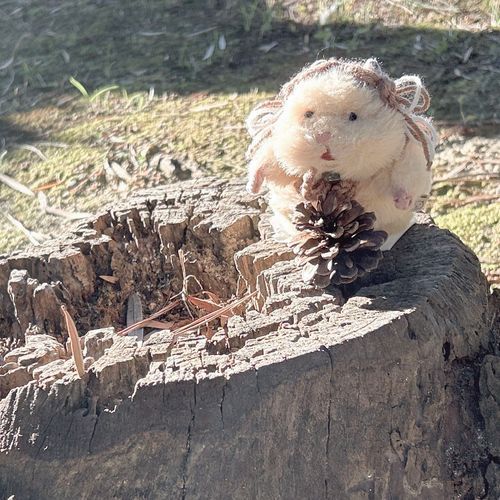 まつぼっくり、だね