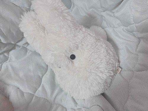 たとんのおともだち。恋人のところに住みついてるととろ。しっぽがふわふわしていて、耳のあいだをさわると　あったかいよ。