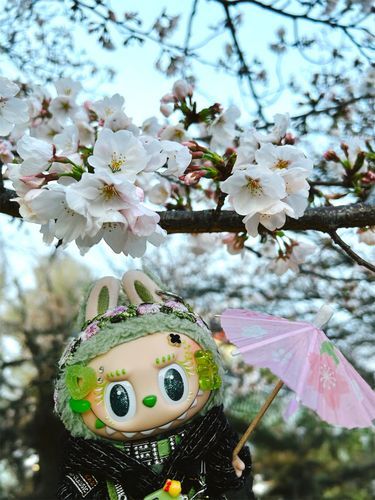 朝の桜🌸