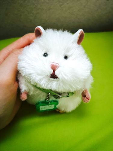 家族が増えました🌱‬‪名前はマシューです‪🐹とってももふもふで可愛すぎる💚