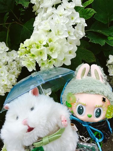 朝の紫陽花͛.*🍃💠☔️