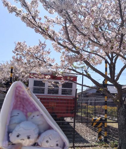 電車と桜と小さなお友達②🌸🚃