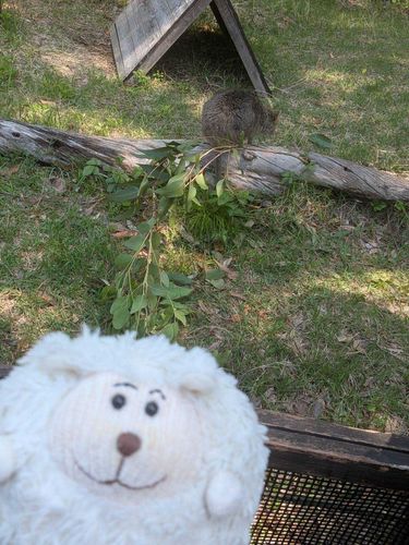 ゴールデンウィークは、埼玉県こども動物自然公園に行きました！
クオッカさんに1年ぶりに会えました！