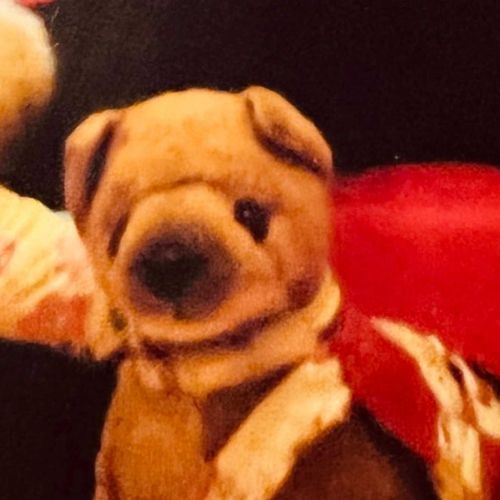 見た目は子犬のまんまの25さい。
食いしん坊で甘えん坊、おひるねと抱っこされるのが大好き。
コウノトリじゃなくクロネコヤマトから8匹の子犬を受け取ったお母さんです。
レジでピッてするお仕事と、お家でぬいぬいするお仕事をしてるママといっしょに、たくさんの家族やお友だちと住んでるよ。

🐶「クッキーです🍀よろしくね！」