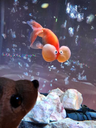 金魚ミュージアムに行った時の写真📷

🐶「金魚さん、ぷくぷくほっぺ✨可愛いね」