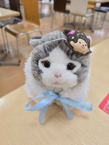 モンチッチになりたかったしーちゃん😂💕

🐱「どう？しーちゃん、似合う？」