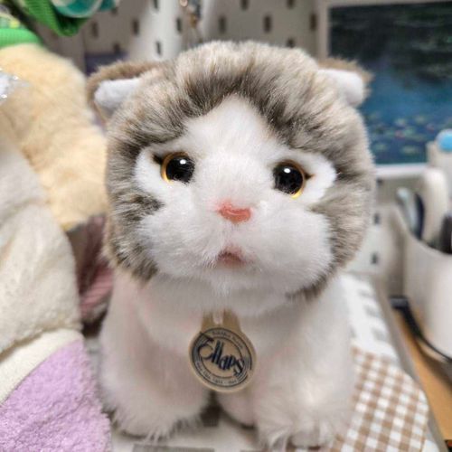 ぬいぐるみになってお家に来てくれた時の、しーちゃん🐱
雑貨屋さんで出会って、クッキー🐶がカバンから顔を出して見てたら、突然転がって来たんだよね。
その日は予定があってゆっくりお買い物出来なくて、3日後また見に行ったら待っててくれたので、お迎えしたよ🍀
🐱「しーちゃん、ふわふわ？」
