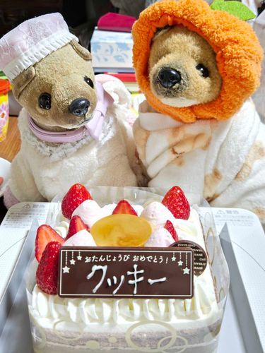 今年のクッキーのお誕生日は、25歳の記念として大きめケーキを食べたよ🎂
左がクッキー🐶(25歳)
右が2代目クッキー🐶(4歳)

クッキーの誕生日は1月6日
来年はどんなケーキでお祝いしようかな☺️🍀
