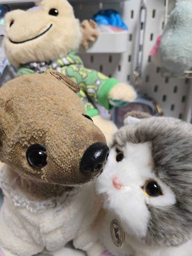 しーちゃん🐱だいしゅき💕
後ろにいるのは、かえるのピクルスのクルミちゃん🐸
いつもニコニコで癒されるんだよね🐶🌈
