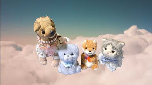 この間のお出かけで、青いおめめがキラキラの子猫ちゃんをお迎えしたよ🐱

🐱「しーちゃんお姉ちゃんだから、お名前つけた！メレンゲ🍀」

クッキーも ちびクッキーも一緒に、皆で仲良く過ごしてます☺️💖