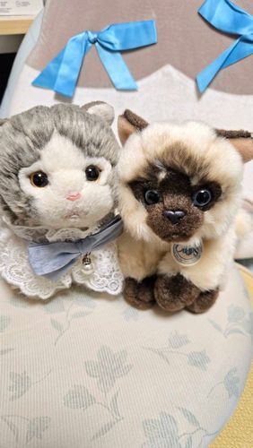 しーちゃんと同じBONTON TOYSのB.T.Chapsシリーズ、シャム猫のムースちゃんをお迎えしました🐱🐾
声が低めの女の子で、誰にでもスリスリ＆猫らしく頭突きする甘えん坊さんです💕

🐱「しーちゃん、妹できた✨嬉しいニャ🍀」