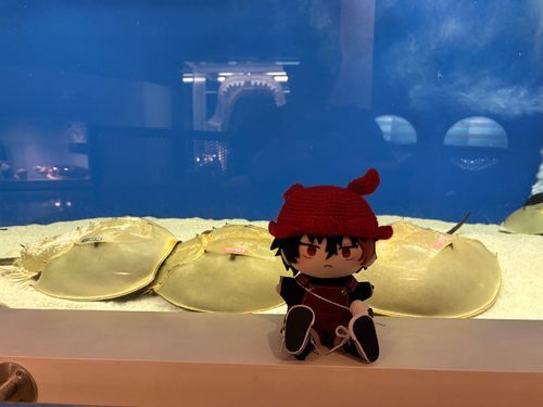 「カブトガニ見てきた」