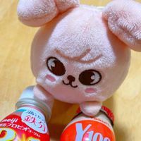 ぬいさんの写真係