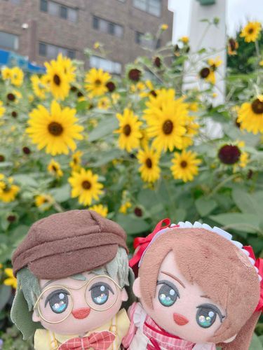 ひまわり