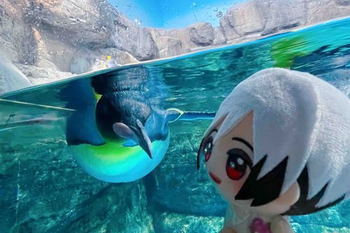 🐧🐧