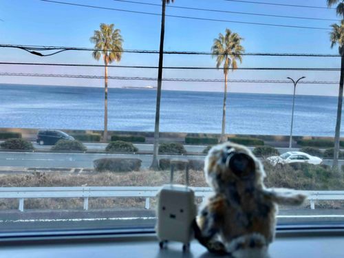 ホホッ…🌊
（さよなら伊豆の海、また来る日まで。電車の旅も最の高）